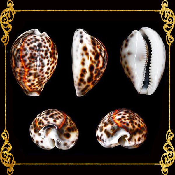 Cyprea Tiger | Cyprea Caputserpentes | 1 - 3 Inches