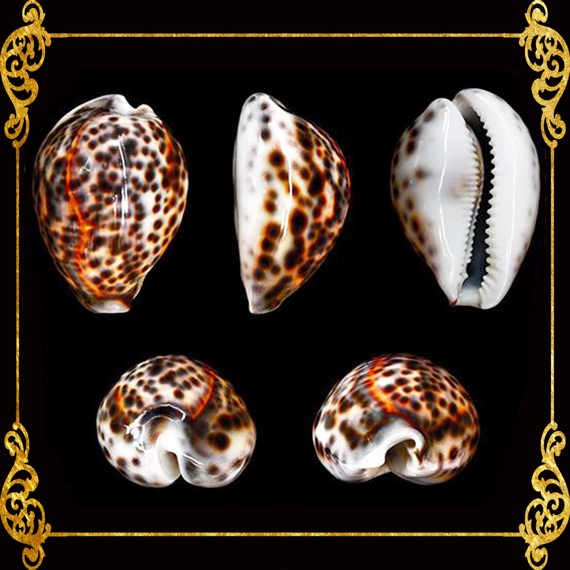 Cyprea Cyprea Tiger | Cyprea Caputserpentes | 3.1 - 4 Inches – Seashell ...