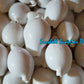 Egg Shell | Common Egg Cowrie | 2 - 4 Inches