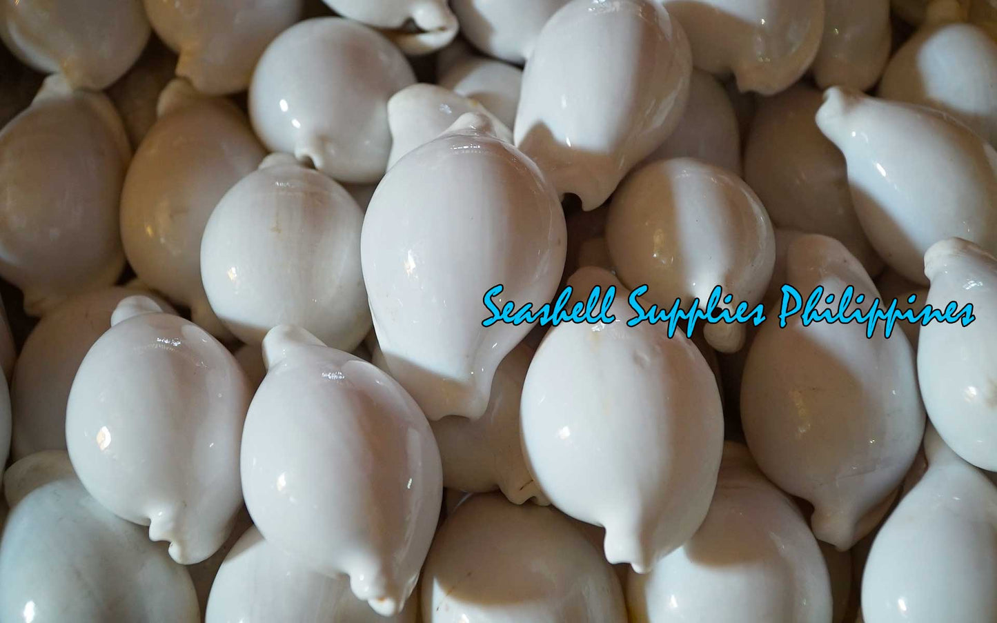 Egg Shell | Common Egg Cowrie | 2 - 4 Inches