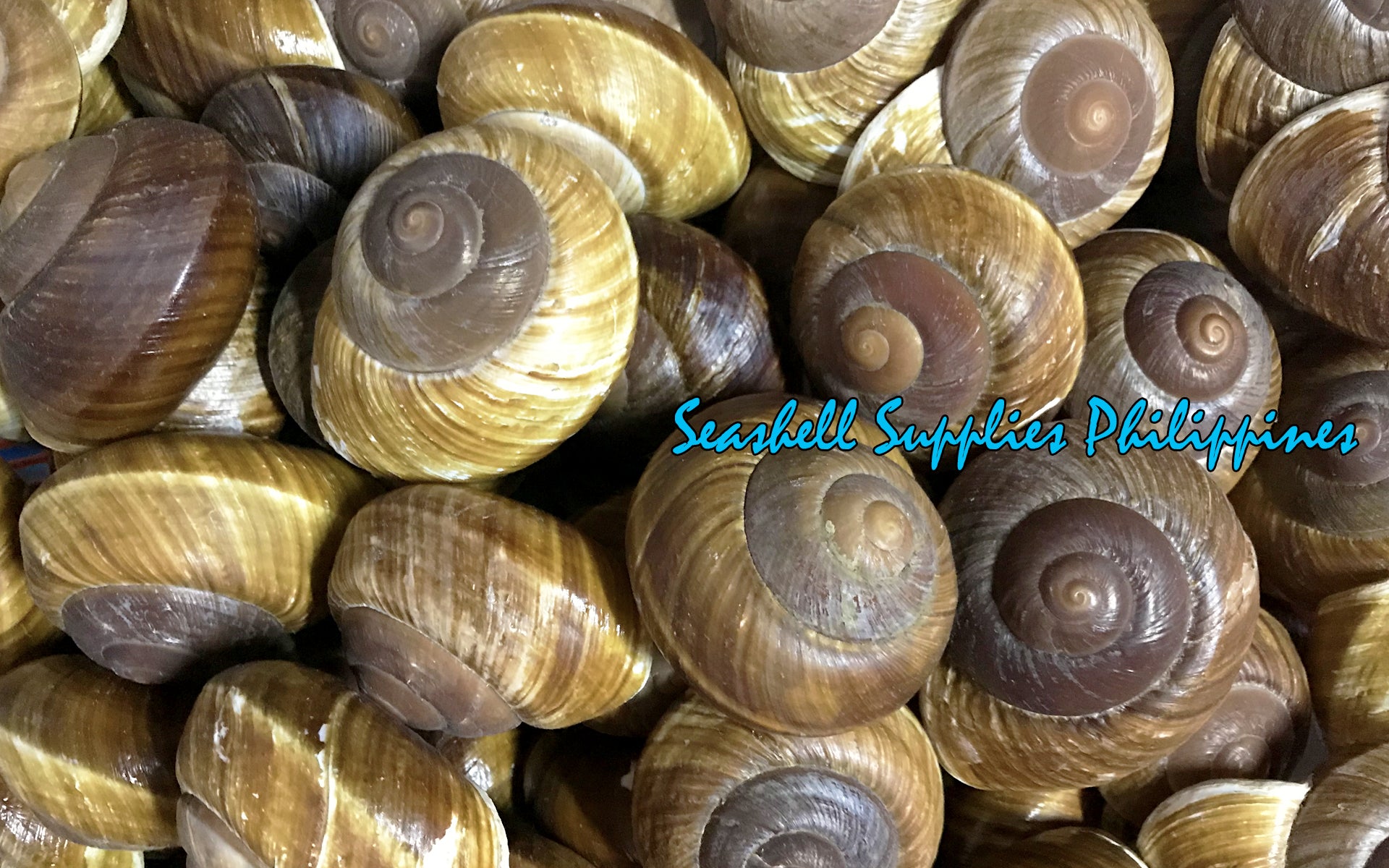 Ensaymada | Polished Muffin |1 - 3 Inches