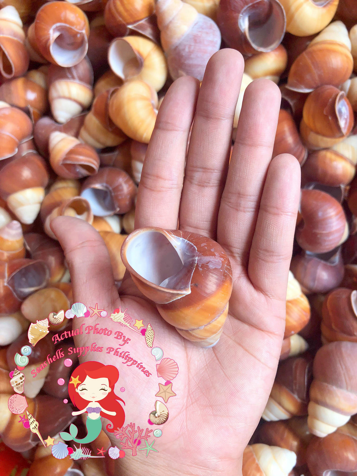 Goling Goling | Tiger Land Snail Shells | 2 - 2.5 Inches