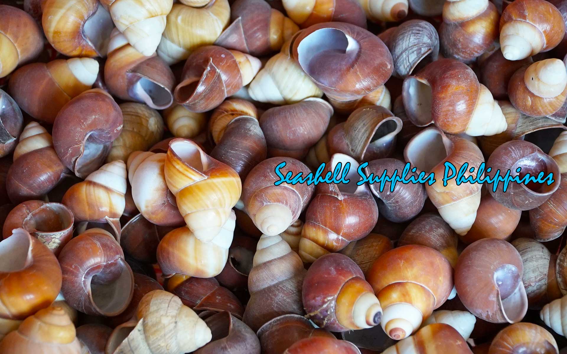 Goling Goling | Tiger Land Snail Shells | 2 - 2.5 Inches