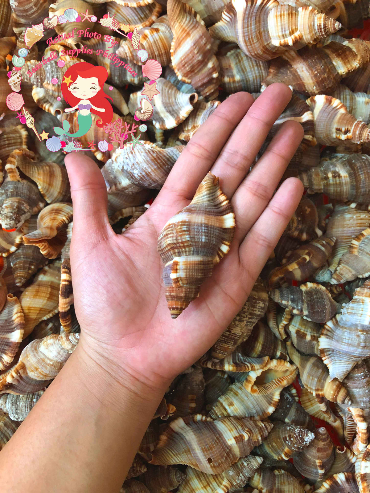 Hairy Triton | Common Hairy Triton | 1- 3.9 Inches