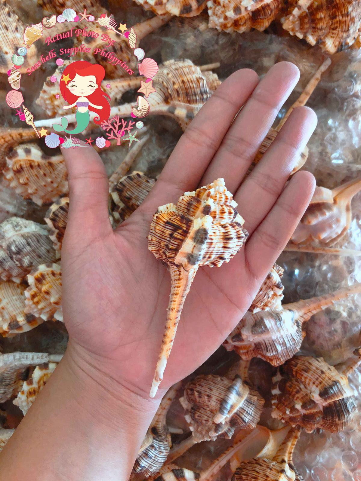 Haustelum Dotted | Murex Haustellum | 3 - 4 Inches