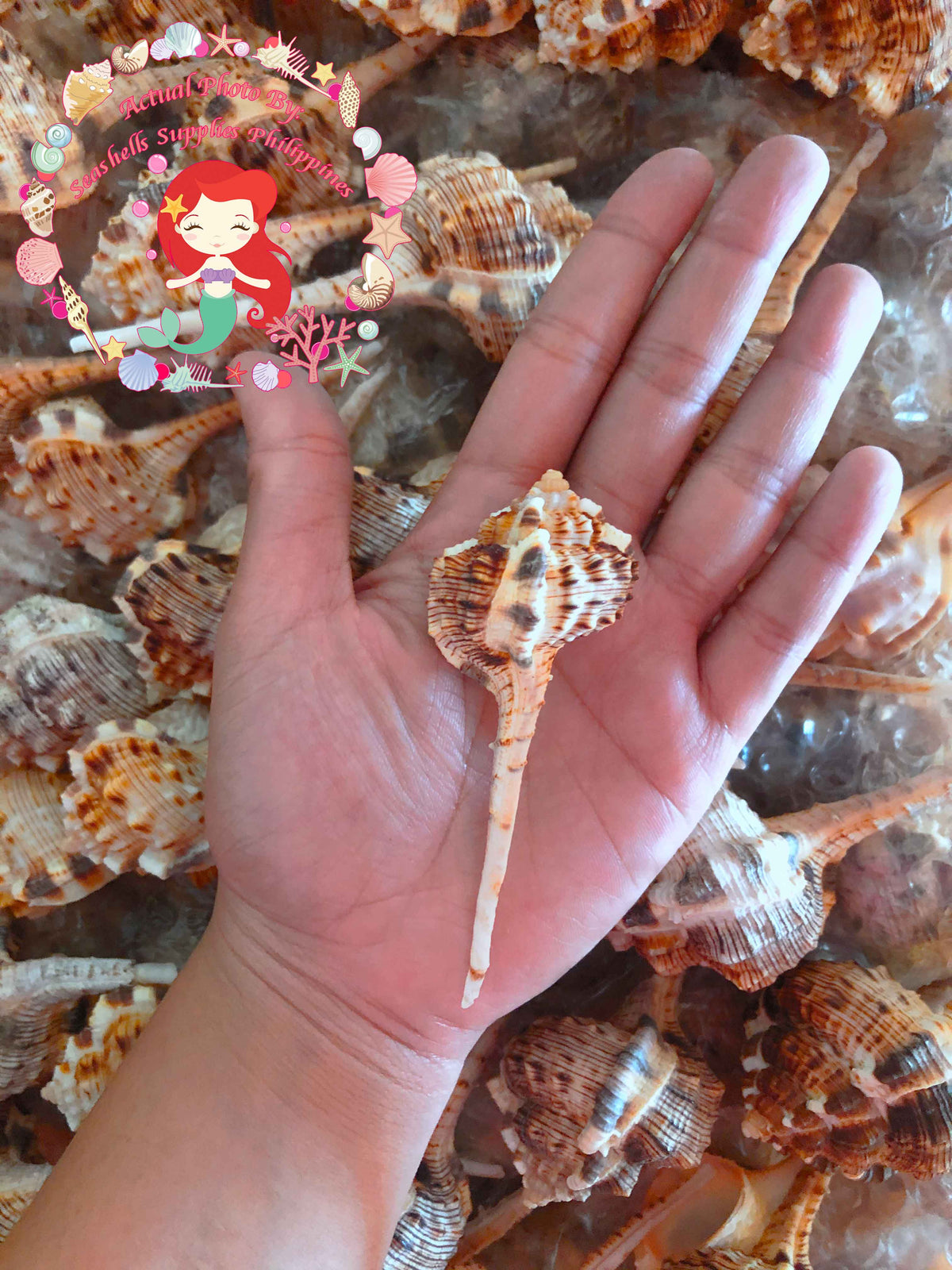 Haustelum Dotted | Murex Haustellum | 3 - 4 Inches