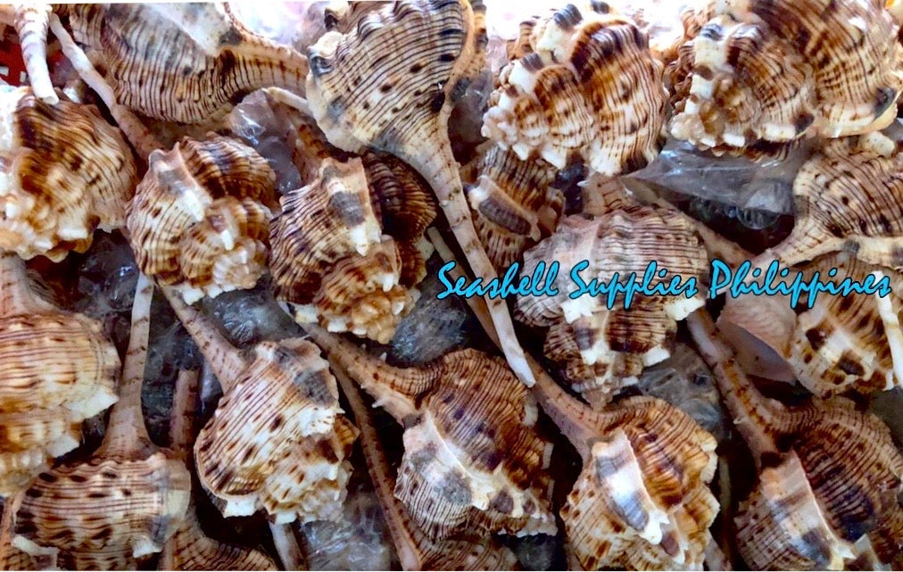 Haustelum Dotted | Murex Haustellum | 3 - 4 Inches