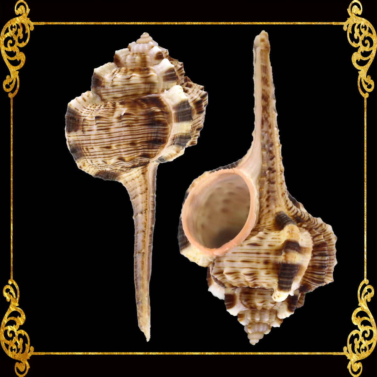 Haustelum Dotted | Murex Haustellum | 3 - 4 Inches