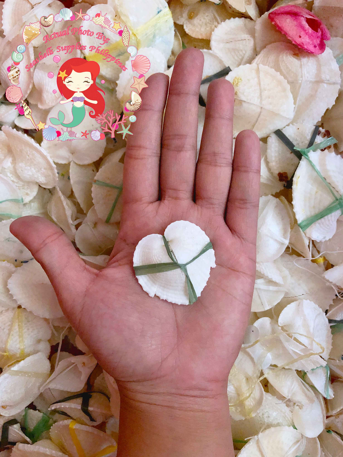 Heart Shell | True Heart Cockle | 1 - 2.9 Inches