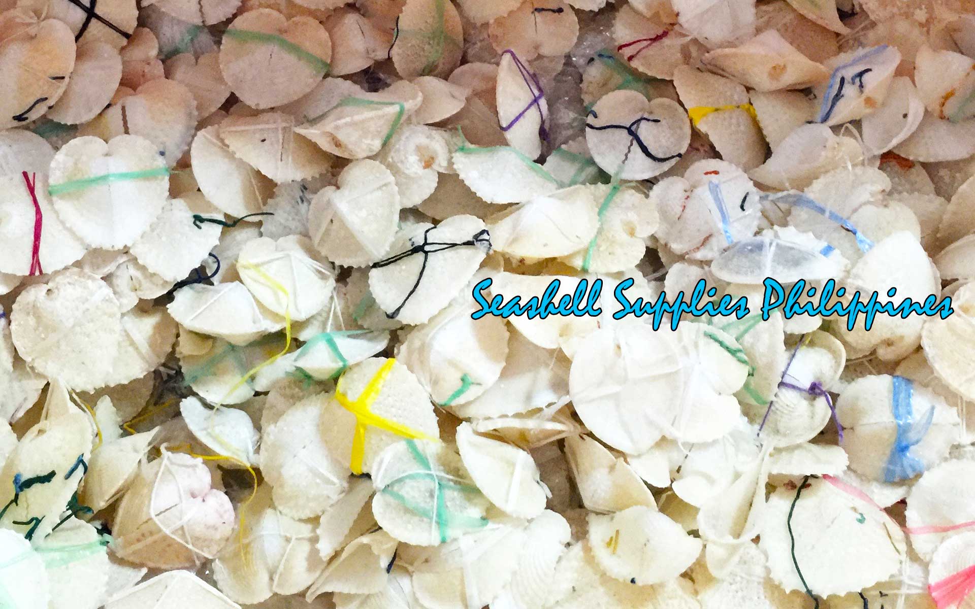 Heart Shell | True Heart Cockle | 1 - 2.9 Inches