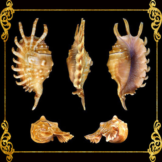 Lambis Millepeda | Milleped Spider Conch | 4.5 - 6 Inches | Large