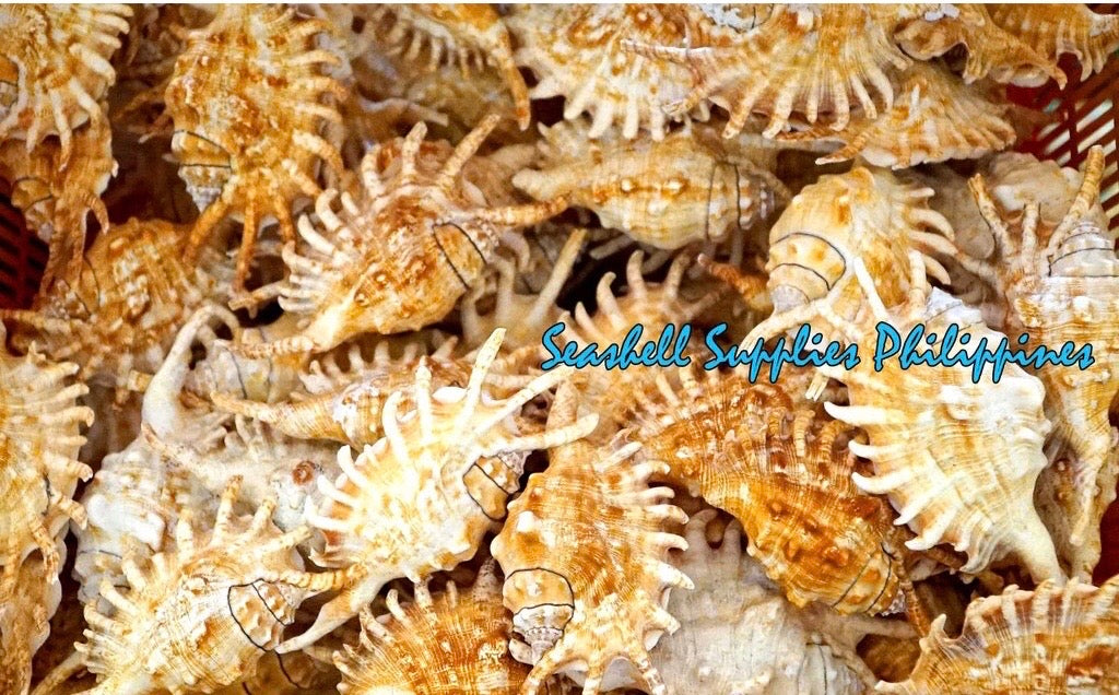 Lambis Millepeda | Milleped Spider Conch | 4.5 - 6 Inches | Large