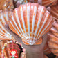 Lions Paw | Lyropecten Nodosa | Polished | 4 - 6 Inches | Large