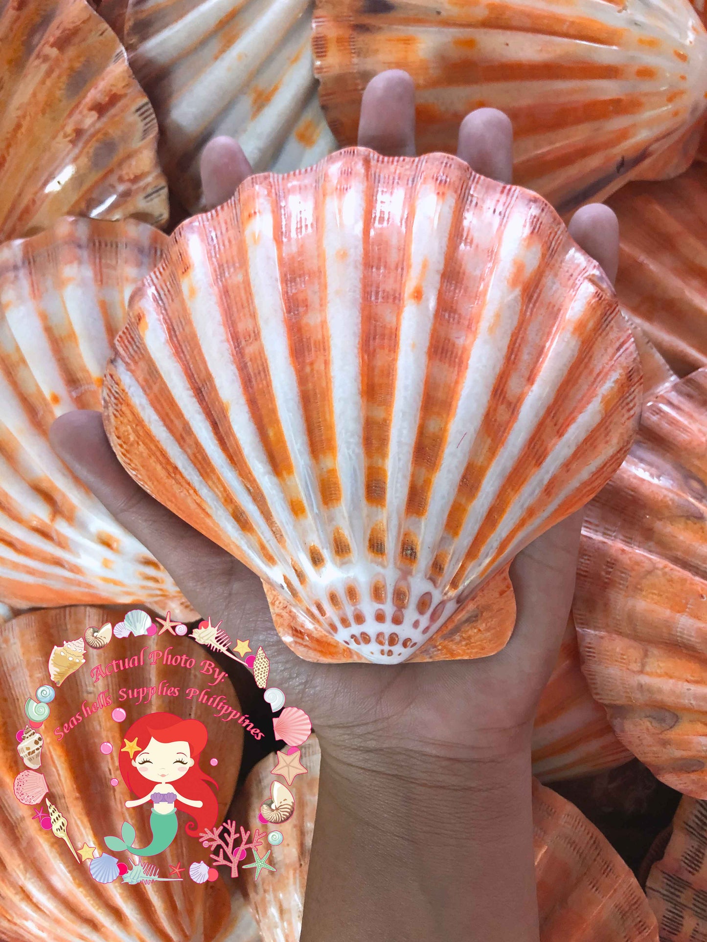 Lions Paw | Lyropecten Nodosa | Polished | 4 - 6 Inches | Large