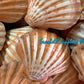Lions Paw | Lyropecten Nodosa | Polished | 4 - 6 Inches | Large