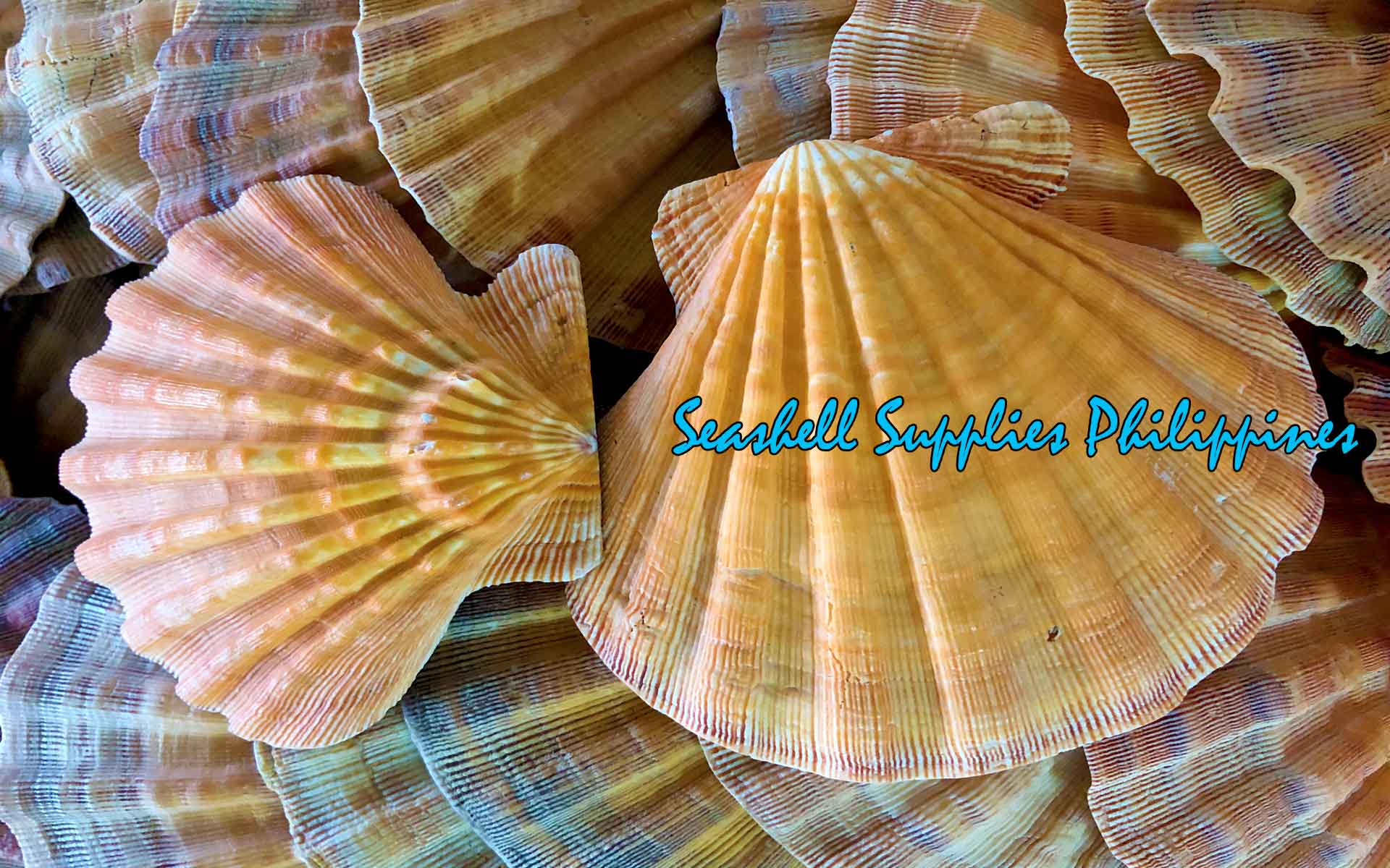 Lions Paw | Lyropecten Nodosus | Natural | 4 - 6 Inches | Large