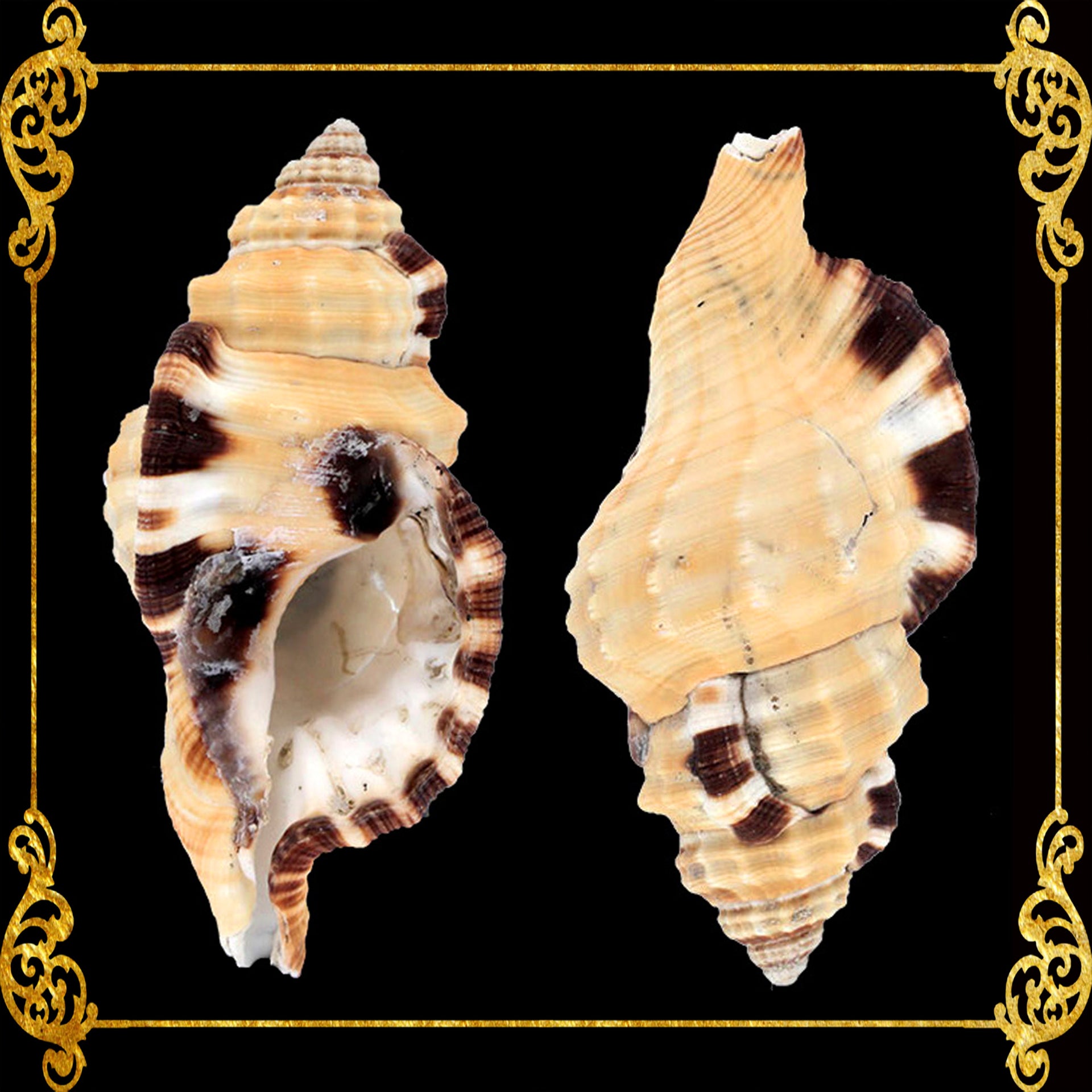 Lotorium | Black Spotted Triton | 3 - 5 Inches