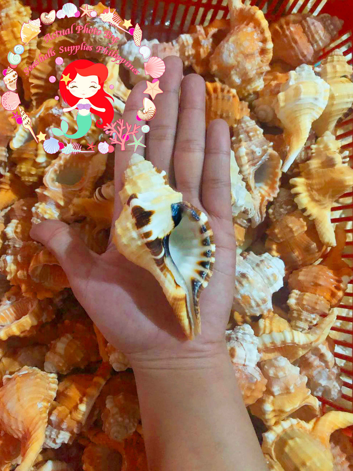 Lotorium | Black Spotted Triton | 3 - 5 Inches