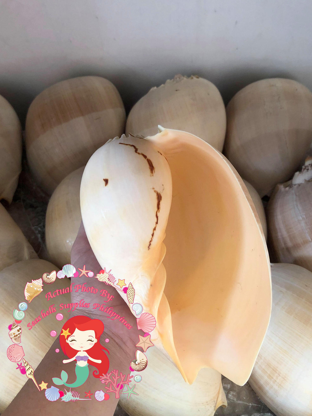 Melon Shell | Crowned Baler | Buffed | 4 - 9 Inches | Large