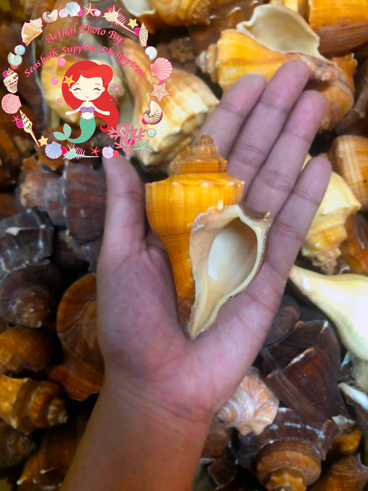 Melongina Cavite | Spiral Melongina | Pugilina Cochidium | 2-5 Inches