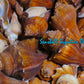 Melongina Cavite | Spiral Melongina | Pugilina Cochidium | 3.5 - 4 Inches