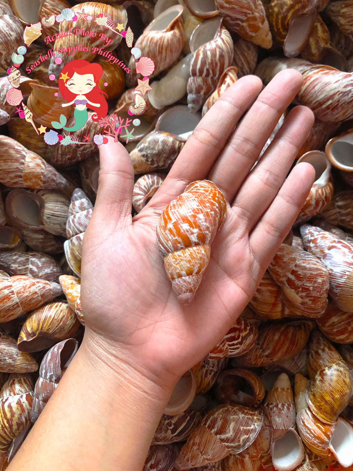 Mindorowenses | Helicostyla Mindoroensis | 2 - 2.5 Inches