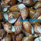 Mindorowenses | Helicostyla Mindoroensis | 2 - 2.5 Inches