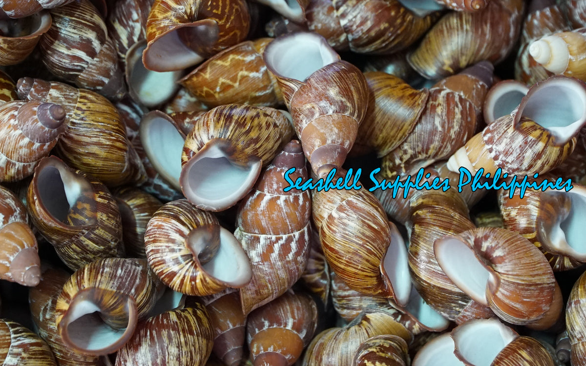 Mindorowenses | Helicostyla Mindoroensis | 2 - 2.5 Inches