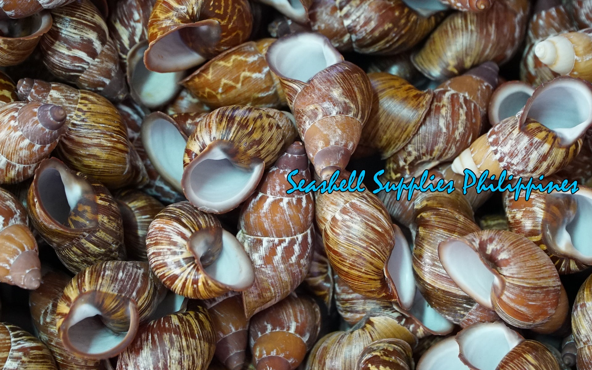 Mindorowenses | Helicostyla Mindoroensis | 2 - 2.5 Inches