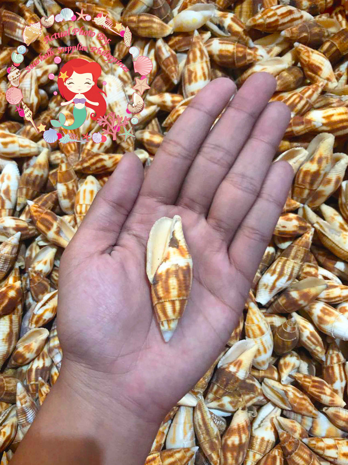 Mitra Erematarium | Tessellate Mitre | 2 - 2.5 Inches