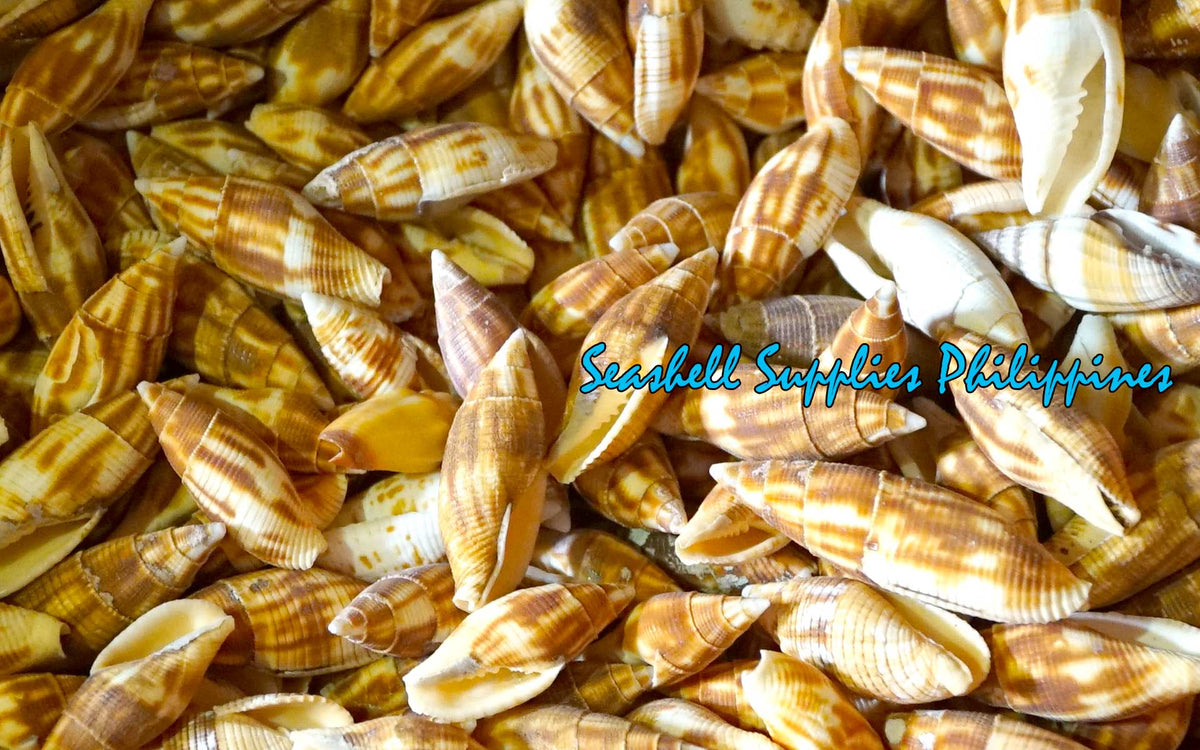 Mitra Erematarium | Tessellate Mitre | 2 - 2.5 Inches