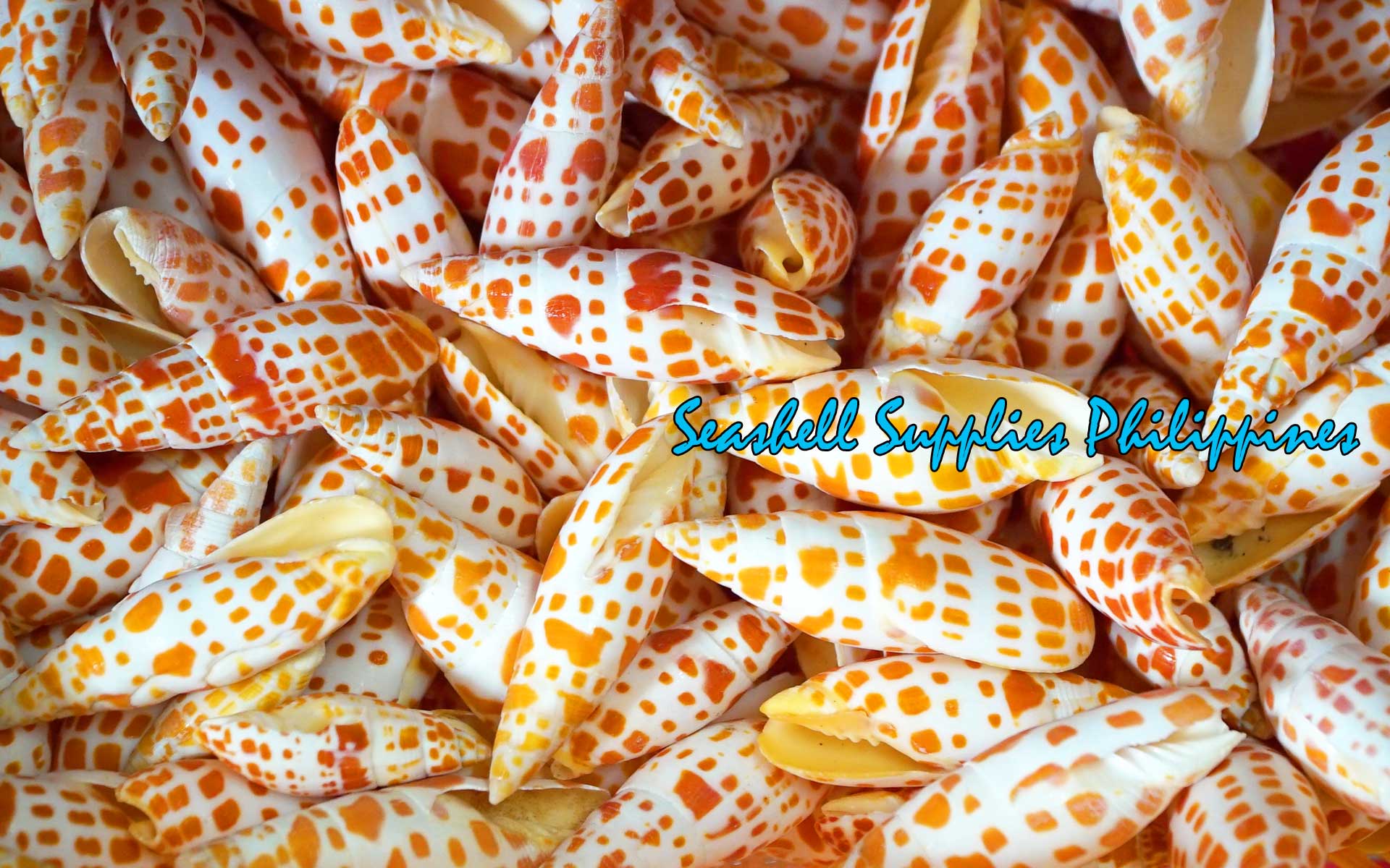 Mitra Mitra | Orange | Episcopal Miter | Mitra Mitra | 2.5 - 5 Inches