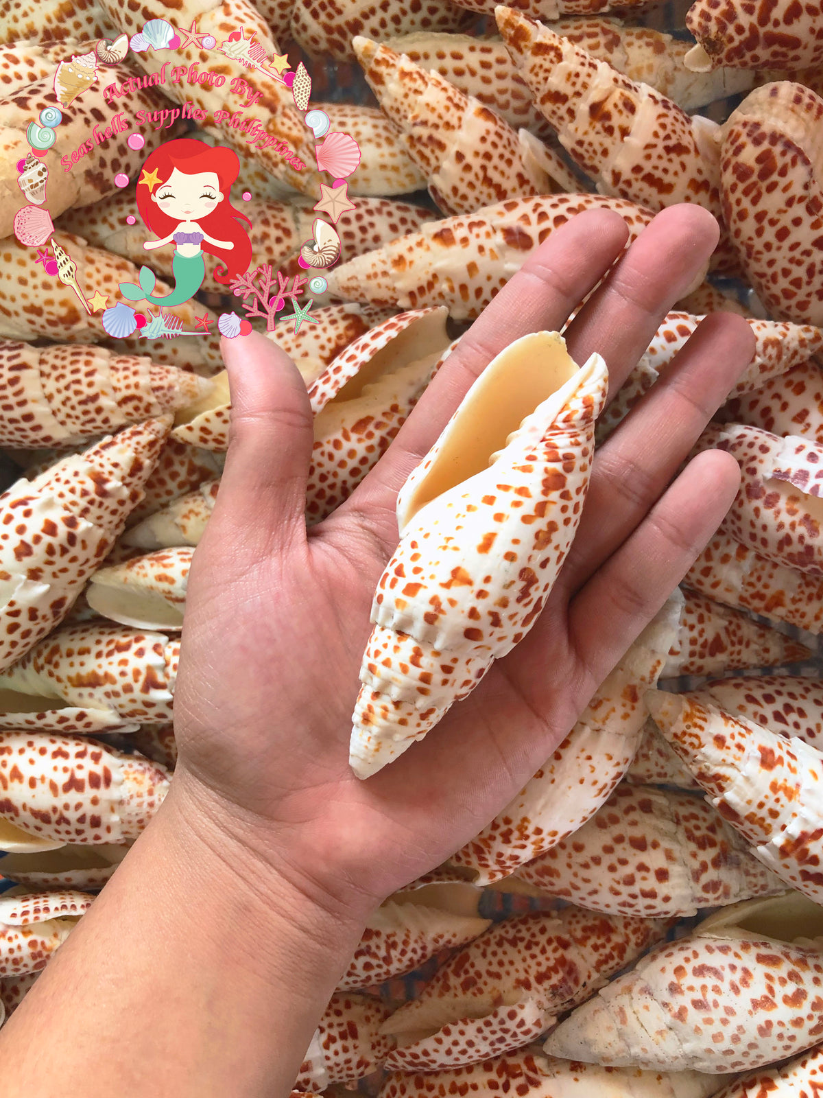 Mitra Papalis | Papal Miter | Mitra Papalis | 3 - 4 Inches