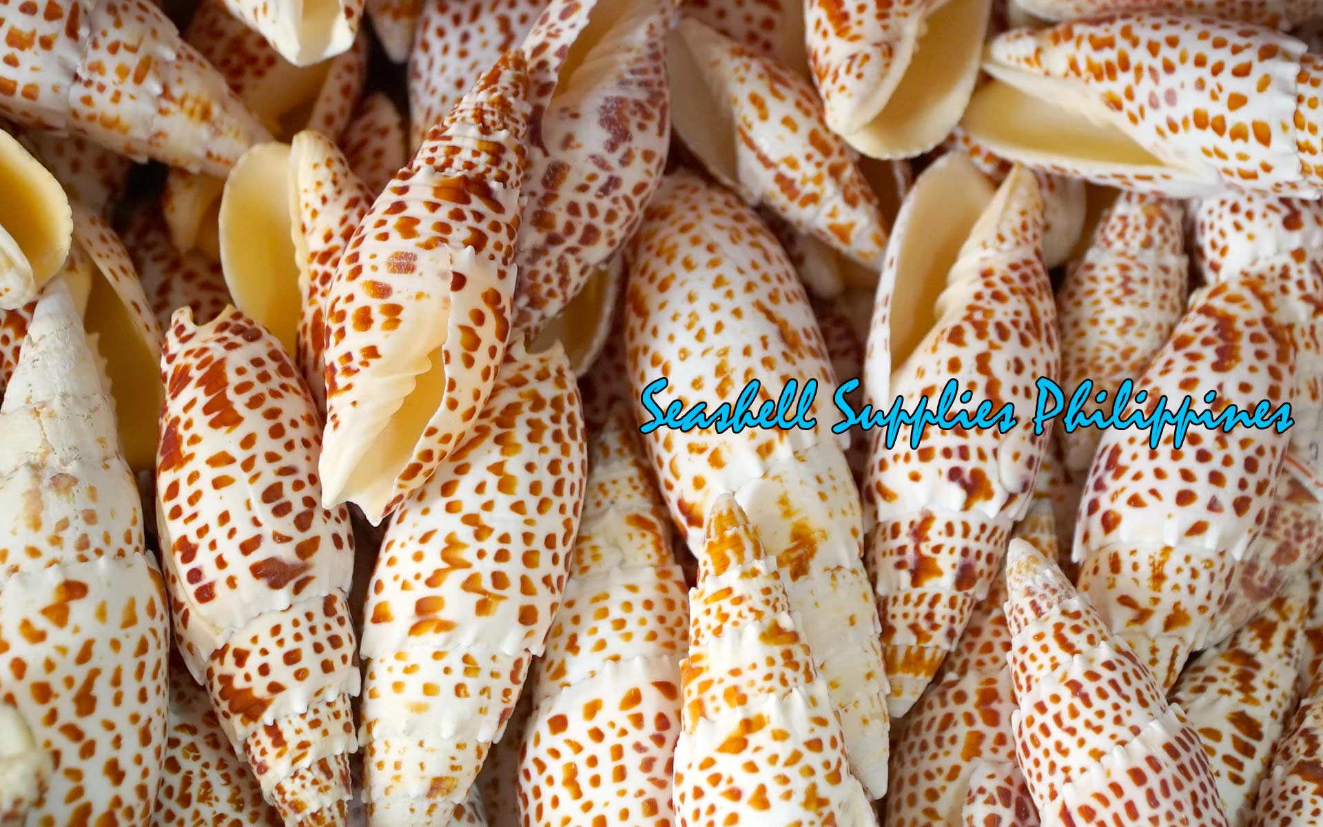 Mitra Papalis | Papal Miter | Mitra Papalis | 3 - 4 Inches