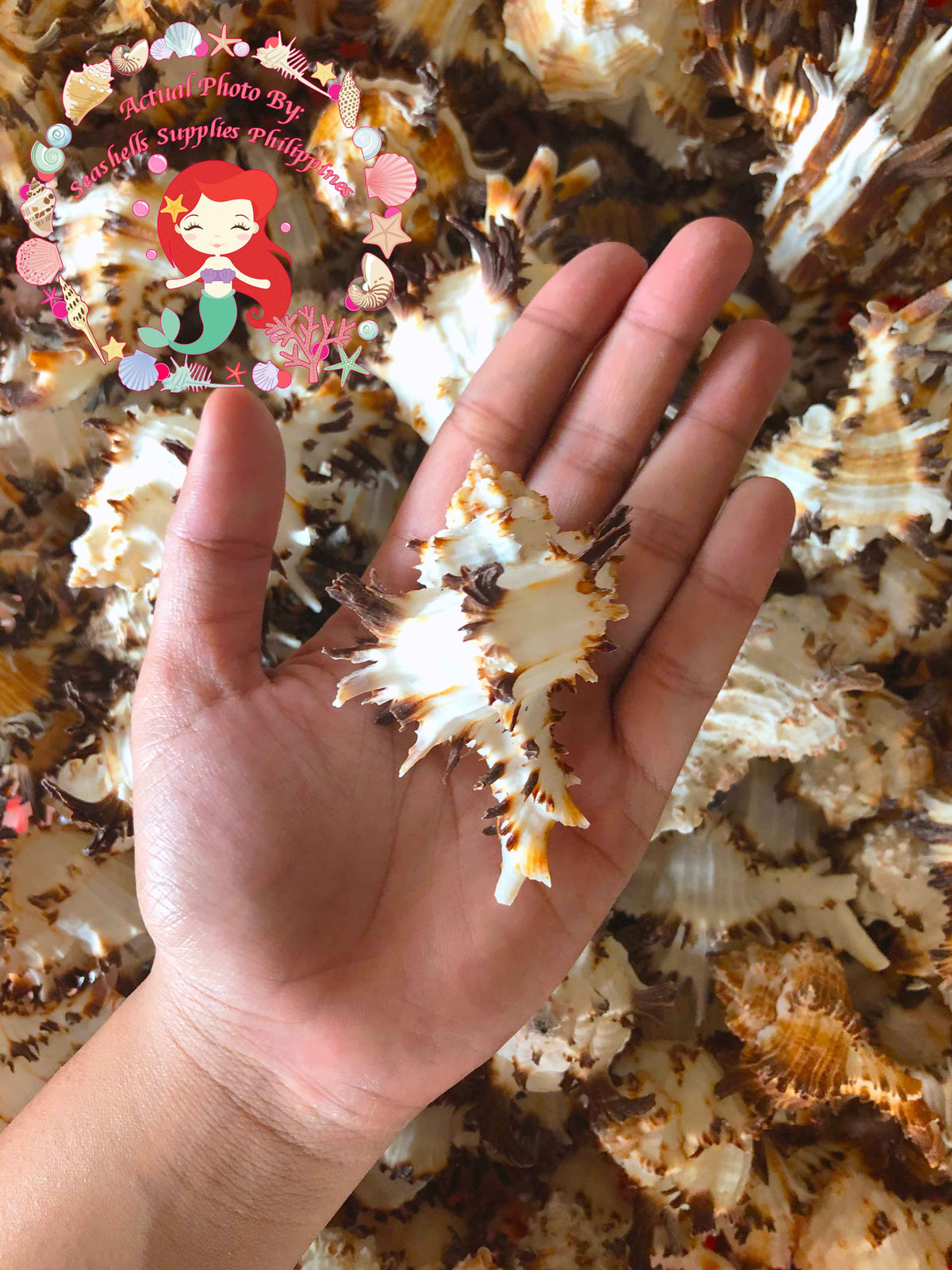 Murex Indivia | Endive Murex | Hexaplex Cichoreum | 3 - 5 Inches