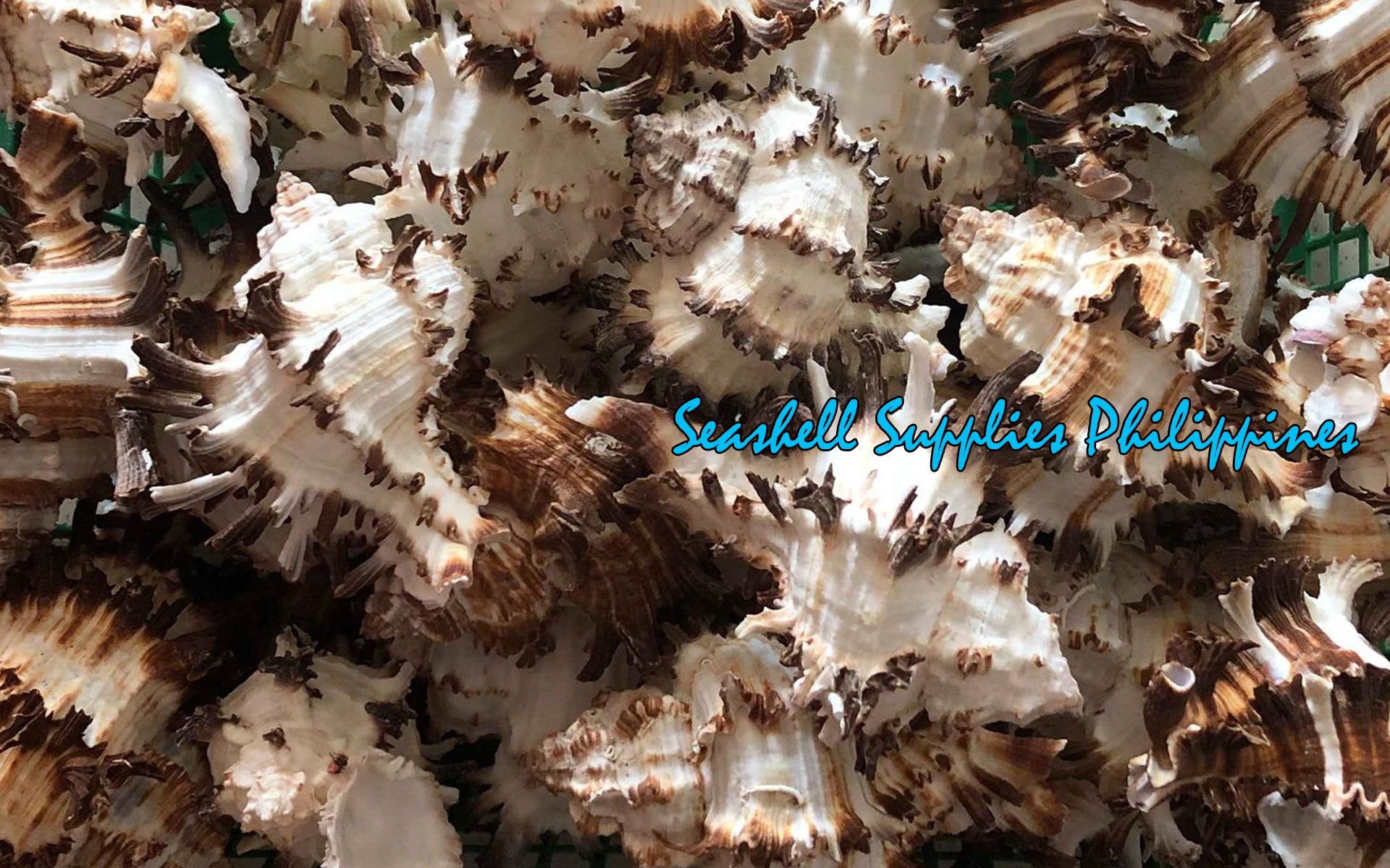 Murex Indivia | Endive Murex | Hexaplex Cichoreum | 3 - 5 Inches