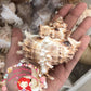 Murex Ramusus | Chicoreus Ramosus | 4 - 6.5 Inches | Large