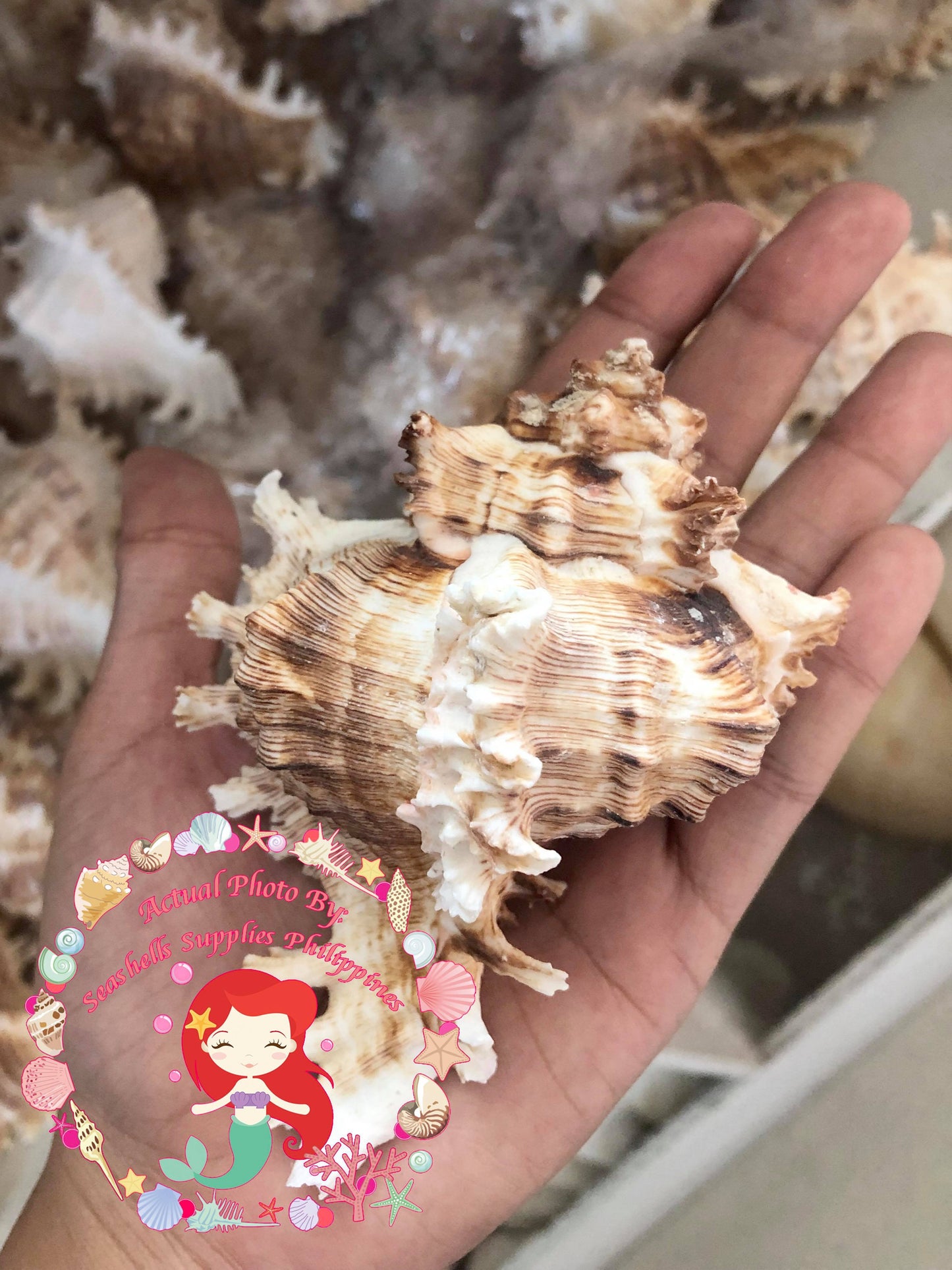 Murex Ramusus | Chicoreus Ramosus | 4 - 6.5 Inches | Large