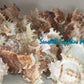 Murex Ramusus | Chicoreus Ramosus | 4 - 6.5 Inches | Large