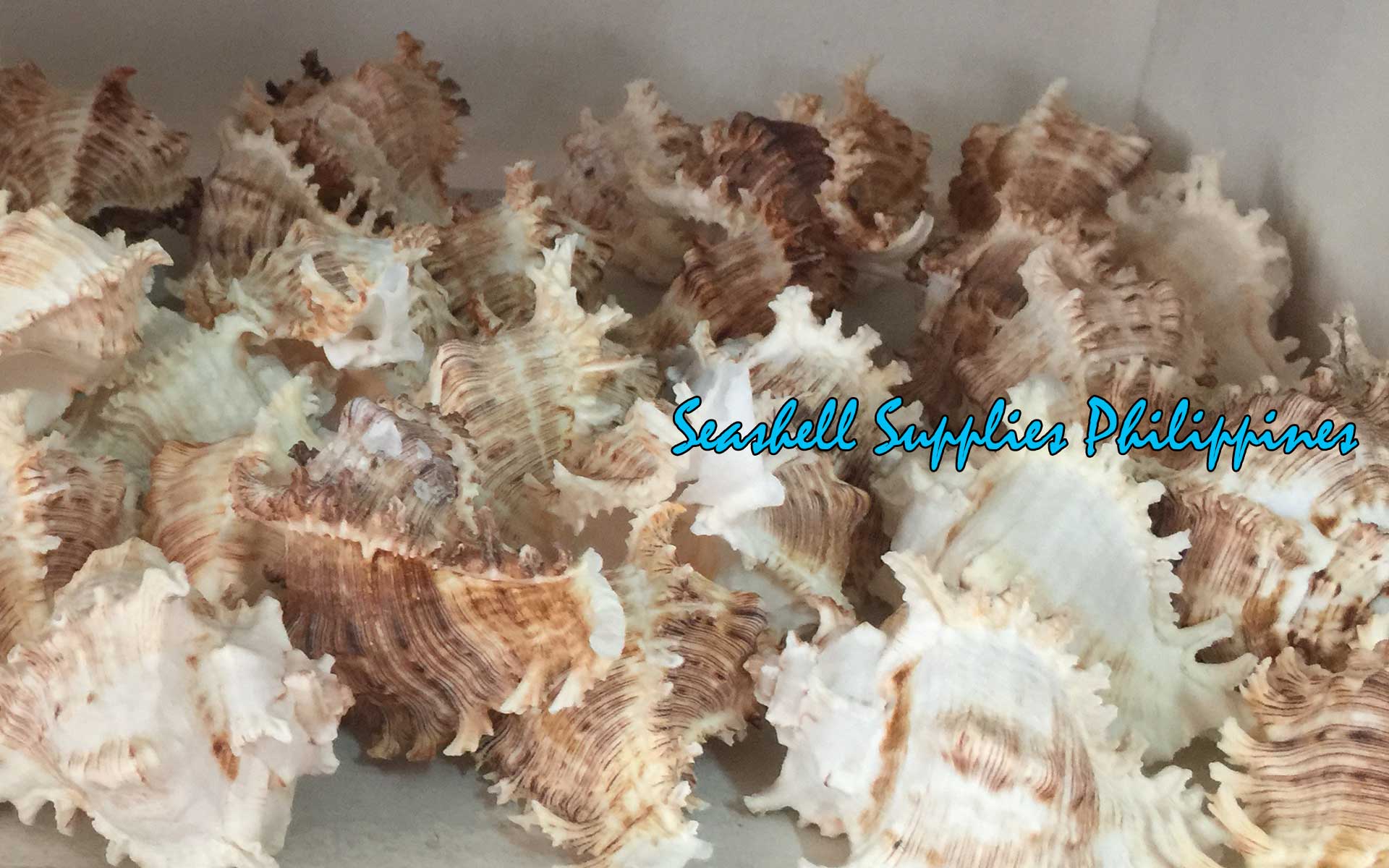 Murex Ramusus | Chicoreus Ramosus | 3 - 8  Inches | Large