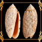 Olive Annulata | Olive Snails | 1 - 1.5 Inches