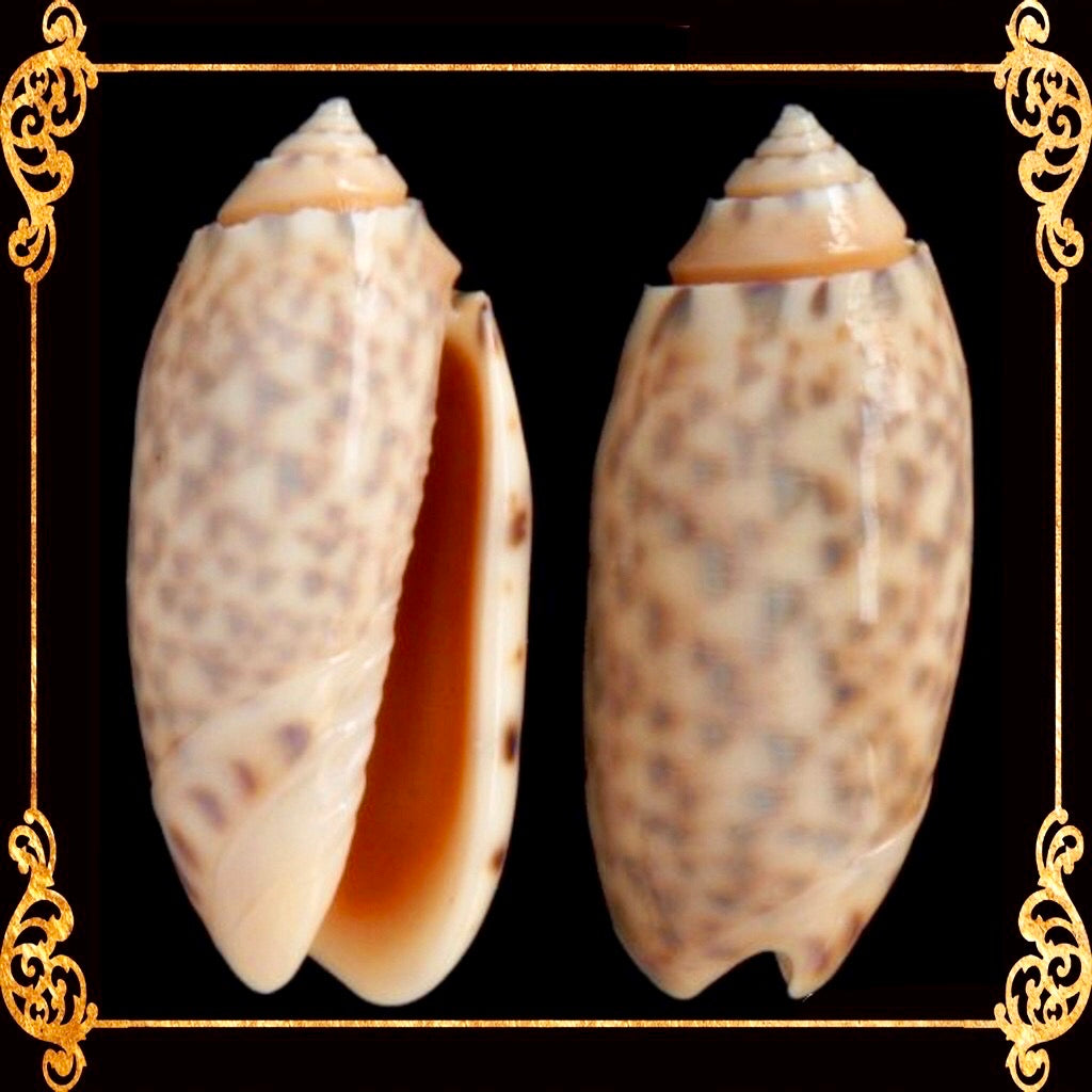 Olive Annulata | Olive Snails | 1 - 1.5 Inches