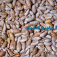 Olive Annulata | Olive Snails | 1 - 1.5 Inches