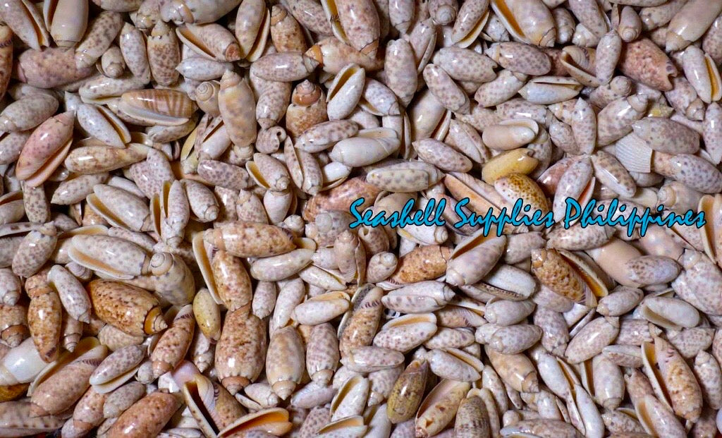 Olive Annulata | Olive Snails | 1 - 1.5 Inches