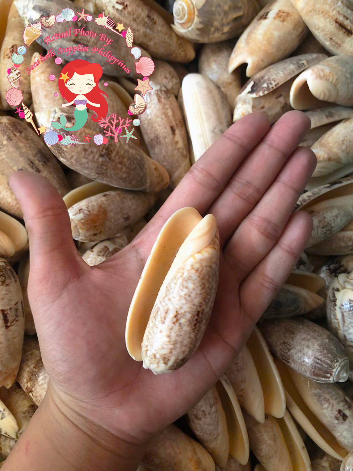 Olive Gray | Olive Shells | 2 - 3.5 inches