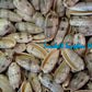 Olive Gray | Olive Shells | 2 - 3.5 inches
