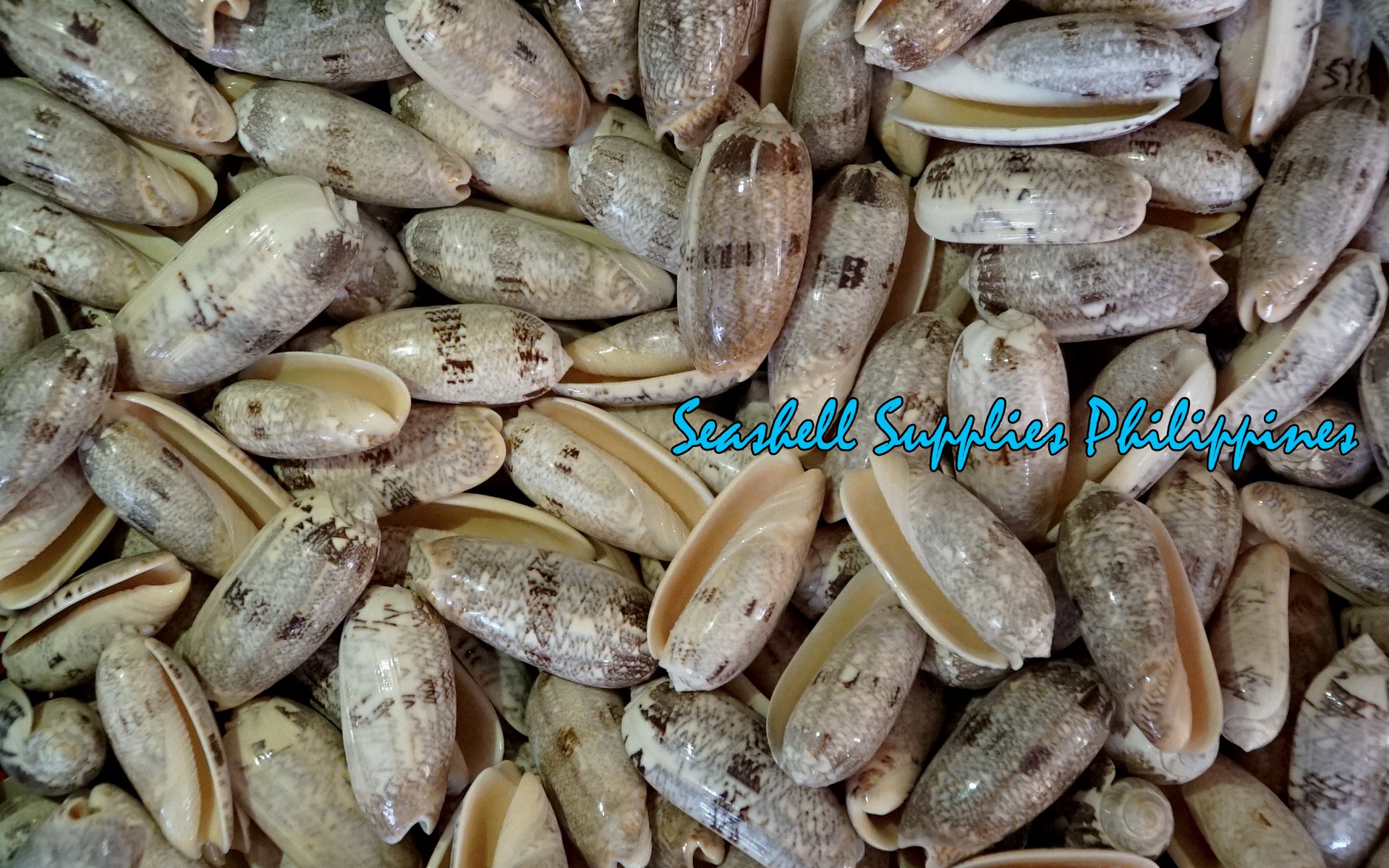 Olive Gray | Olive Shells | 2 - 3.5 inches