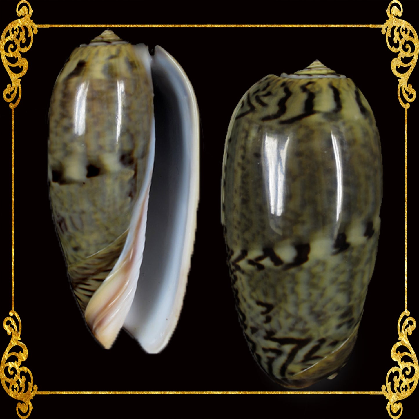 Olive Grayish Dark | Oliva Funebralis | 1 - 2 Inches