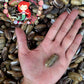 Olive Grayish Dark | Oliva Funebralis | 1 - 2 Inches