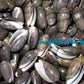 Olive Grayish Dark | Oliva Funebralis | 1 - 2 Inches